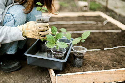 High angle view of woman holding potted plant