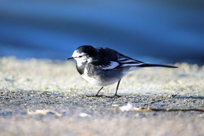 Small bird searching for food