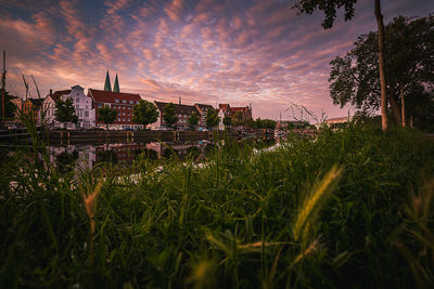 Plants growing by river against buildings during sunset