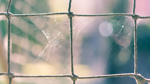 Close-up of spider web