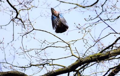 Low angle view of bird on branch against sky