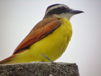 Low angle view of birds perching on yellow wall