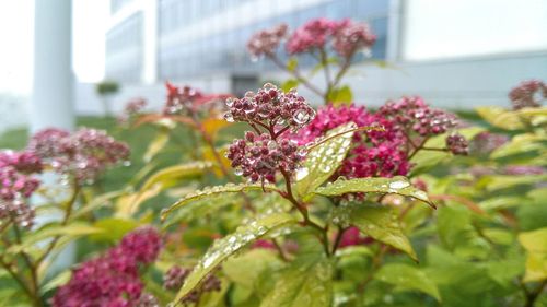 Close-up of pink flowering plant