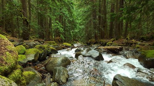 Close-up of trees against sky
