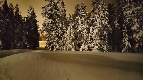 Snow covered road amidst trees in forest