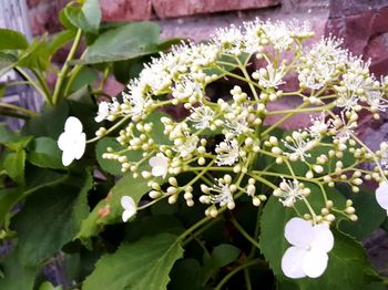 Close-up of white flowering plant