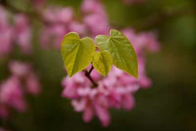 Close-up of leaves on plant