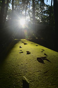 Sun shining through tree