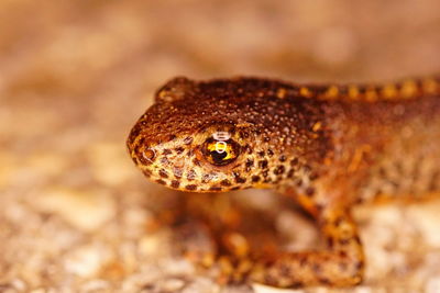 Close-up of a lizard