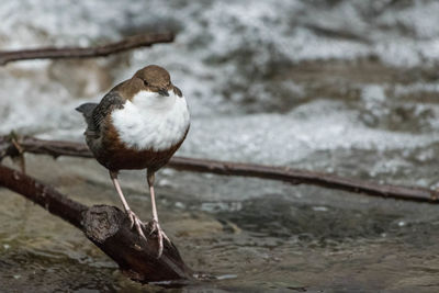 Close-up of bird perching on shore