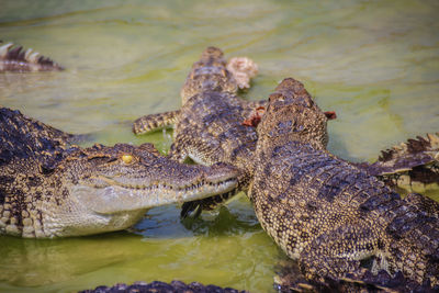 High angle view of crocodile in lake