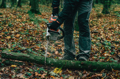 Cutting trees in autumn in woods. man's hands hold a chain saw.