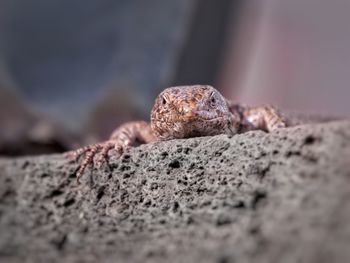 Close-up of wall lizard on rock looking at camera.