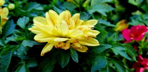 Close-up of yellow flowering plant