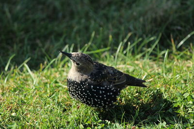 Bird perching on a field