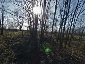 Bare trees on field against sky