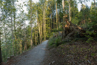 Footpath amidst trees in forest