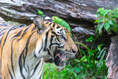 Tiger in a zoo