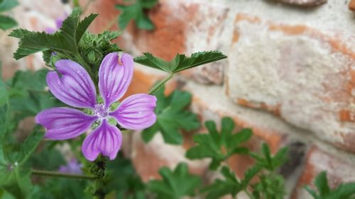 Close-up of purple flowering plant