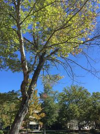 Low angle view of trees against blue sky