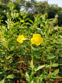 Close-up of yellow flowering plant on field