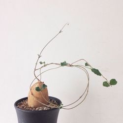 Close-up of potted plant on table