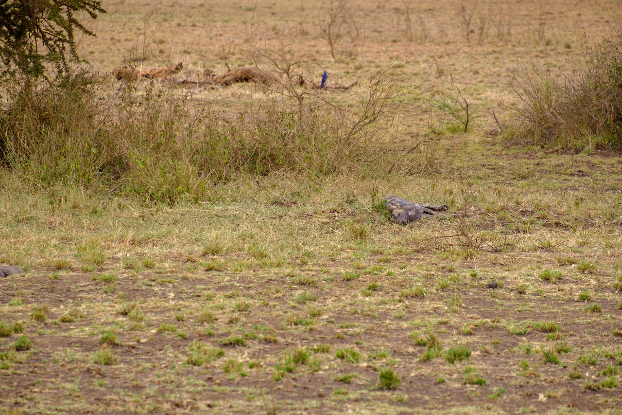 VIEW OF TWO BIRDS IN THE WATER