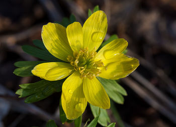 Close-up of yellow flower blooming outdoors