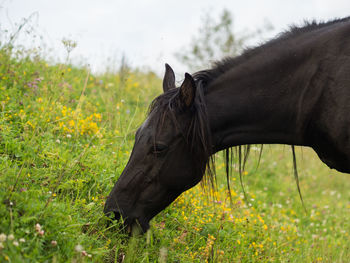 Close-up of a horse on field