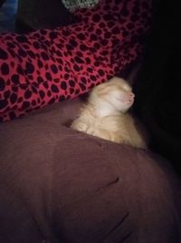 High angle view of cat sleeping on bed