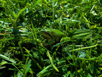 Close-up of frog on grass