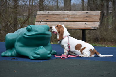 Dog sitting on bench in park