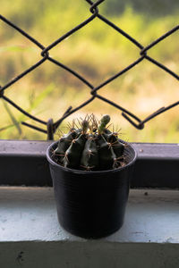 Close-up of potted plant