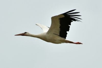 Low angle view of pelican flying against clear sky