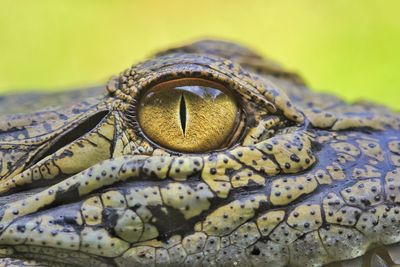 The beauty of animal reptiles that are amazing