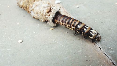 High angle view of insect on footpath