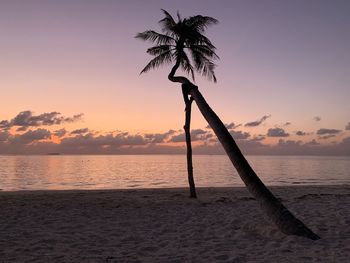 Silhouette palm tree by sea against sky at sunset