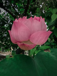 Close-up of pink lotus rose