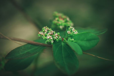 Close-up of flowers against blurred background