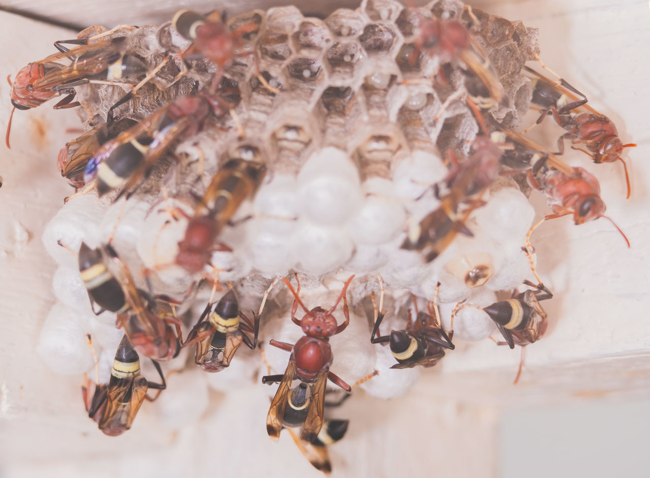 HIGH ANGLE VIEW OF EGGS IN PLATE