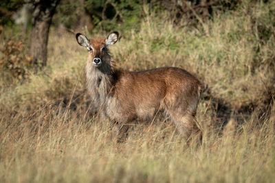 Animal standing on land in forest