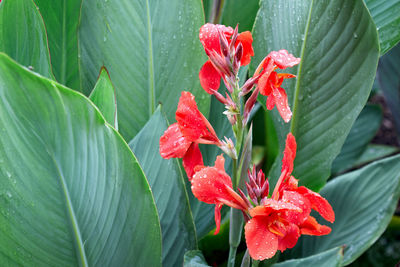 leaf