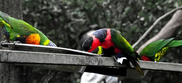 Close-up of parrot perching on branch