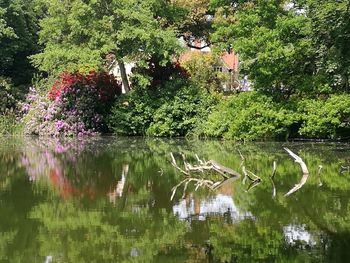 Scenic view of lake in forest