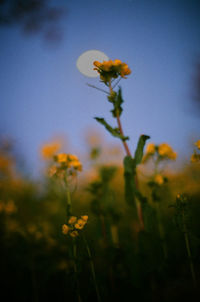 Close-up of yellow flowering plant on field