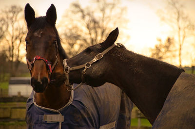 Close-up of horse standing on field against sky
