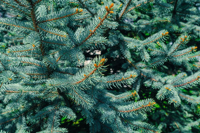 Close-up of pine tree branch