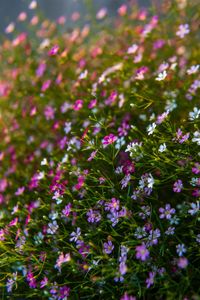 Close-up of pink flowering plants on field