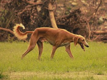 Dog walking on field