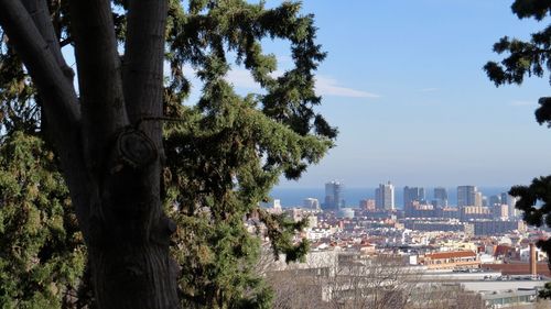 Trees and buildings in city against sky